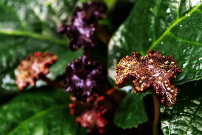 Close-up of plant