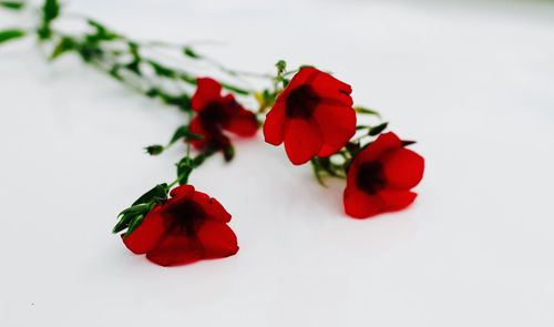 Close-up of flowers over white background