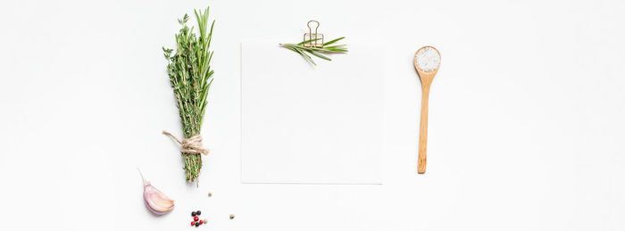 Directly above shot of plant against white background