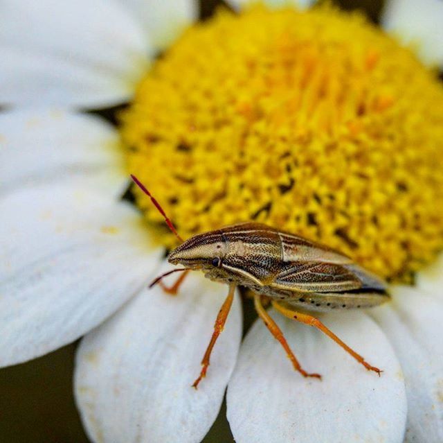 flower, petal, fragility, insect, one animal, flower head, freshness, close-up, yellow, animal themes, animals in the wild, wildlife, beauty in nature, pollen, nature, single flower, focus on foreground, growth, stamen, selective focus