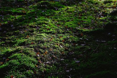 View of forest