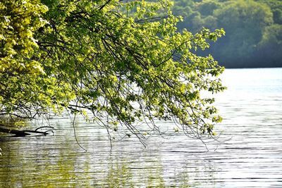 Plants growing by lake