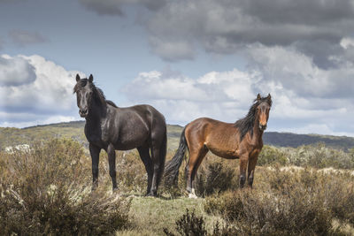 Horses standing on field against sky