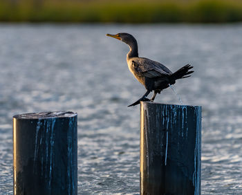 Bird perching on wooden post by sea