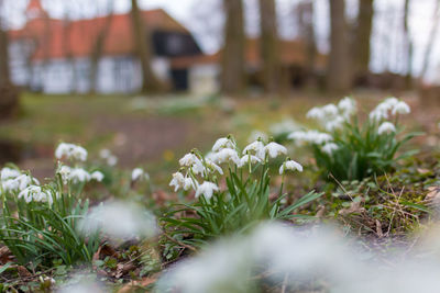 Close-up of white flowers blooming in field