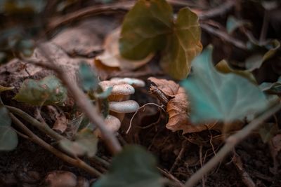 Close-up of mushrooms