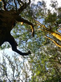 Low angle view of tree against sky