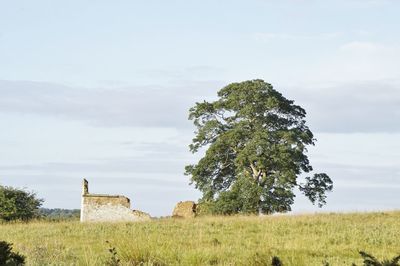 Tree on field against sky