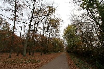 Road passing through trees