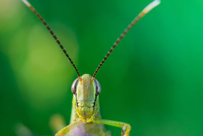 Close-up of a grasshopper on a plant on a green background. macro