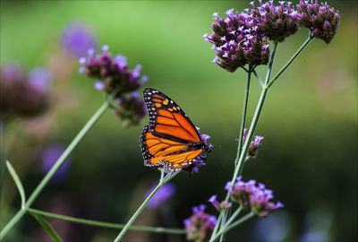 Close-up of butterfly on purple flowers