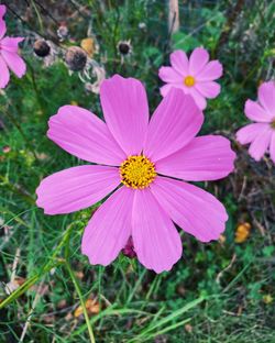 Close-up of pink cosmos flower on field