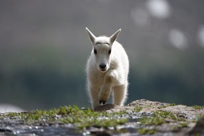 Portrait of kid goat walking on rocks