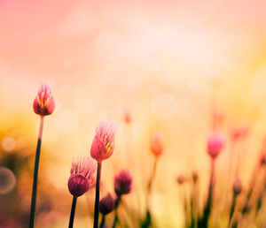 Close-up of yellow flowering plant on field