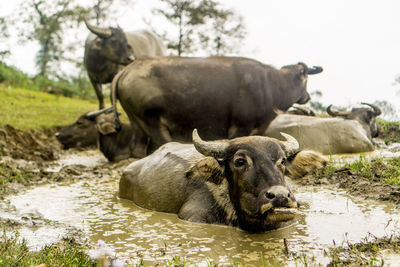 Sheep in a lake