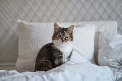 Portrait of cat sitting on bed at home