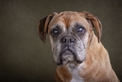 Close-up portrait of dog