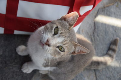 Close-up portrait of cat