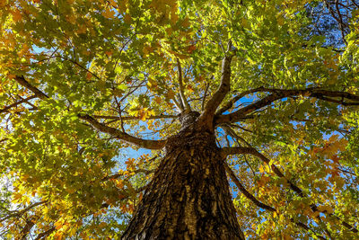 Low angle view of trees in forest during autumn