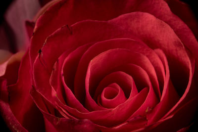 Full frame shot of red rose