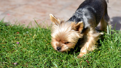 Close-up of dog on grass