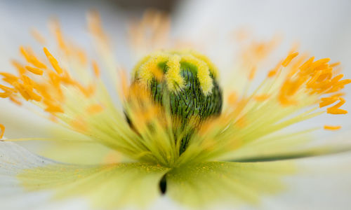 Close-up of yellow flowering plant