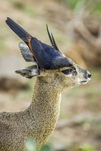 Close-up of a bird looking away