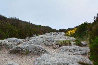 Close-up of rocks in forest against clear sky
