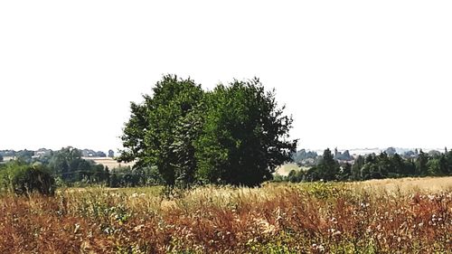 Trees on field against clear sky