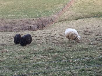 Sheep on field