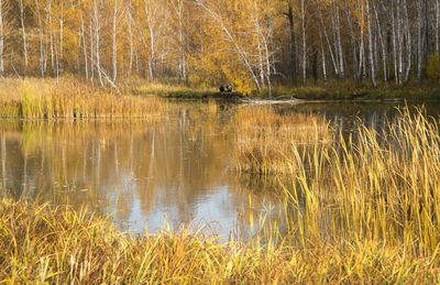 Reflection of trees in lake