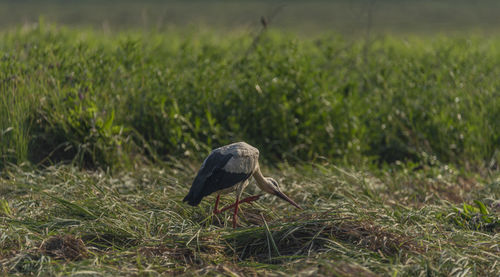 Bird on grass in field
