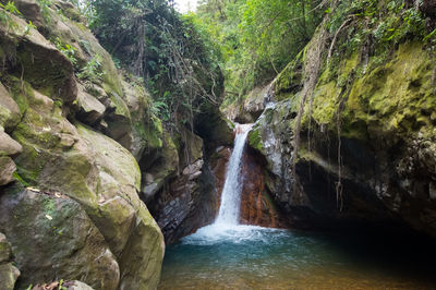 Scenic view of waterfall in forest