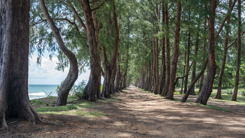 Row of pine trees on the beach