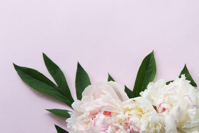 Close-up of flowers on pink background