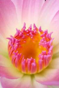 Close-up of pink flower