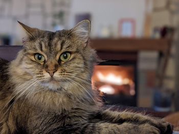 Close-up portrait of a cat at home