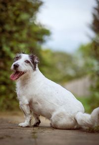 White dog looking away