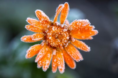 Close-up of orange flower