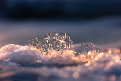 Gilded winter. translucent ice awakens in golden sunrise in northern europe