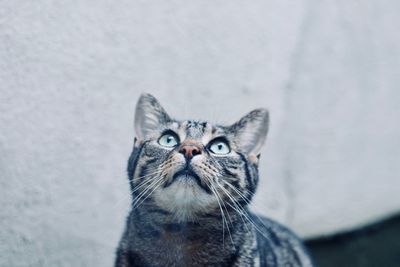 Close-up of cat looking up against wall