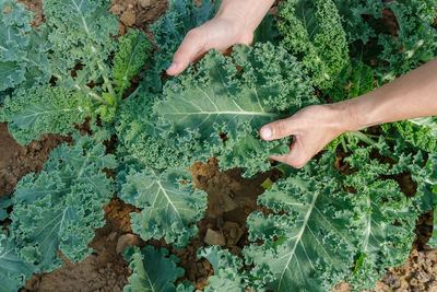 High angle view of person hand on plant