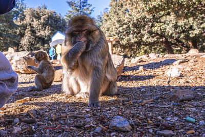 Hungry wild brown monkeys eating food on ground at zoo in sunlight