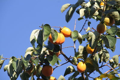 Low angle view of bird perching on tree