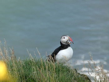 Fishing puffin