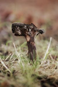 Close-up of mushroom on field