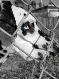 Portrait of dog seen through fence