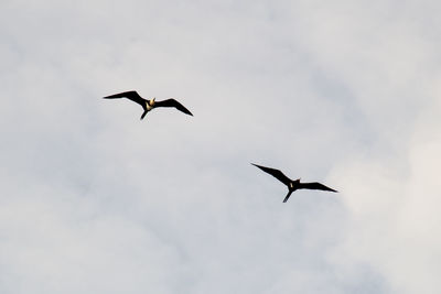 Low angle view of birds flying in sky