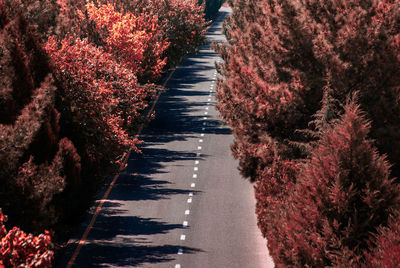 Footpath amidst plants and trees during autumn