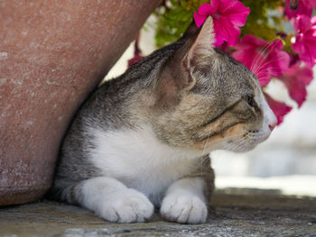 Close-up of cat sitting on floor